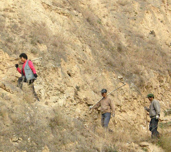 雖沒(méi)有十里桃林，漫山遍野的灼灼芳華。但我們有萬(wàn)畝國(guó)家級(jí)標(biāo)準(zhǔn)化油橄欖種植示范基地，漫山遍野，香氣撲鼻。畝是中國(guó)市制土地面積單位，一畝等于六十平..