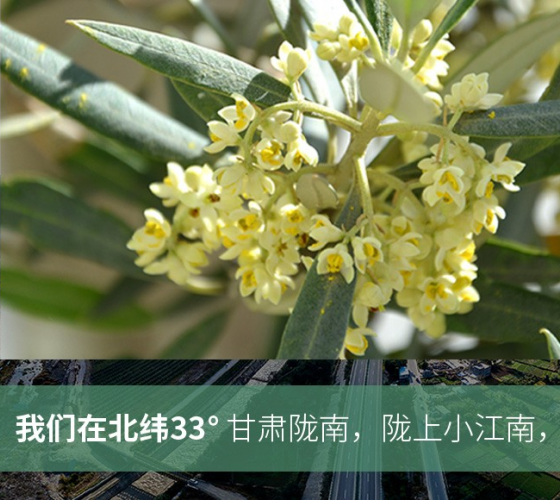 武都的氣候、土壤等與地中海沿岸極其相似，同處于世界頂級(jí)油橄欖黃金生產(chǎn)帶（32°58--33°36）年平均氣溫為14.7°，年日照時(shí)數(shù)1911..